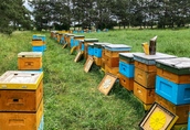 Ule wielkopolskie z pszczołami 1
