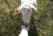 owce mleczne fryzyjskie/lacaune
