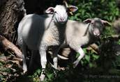 owce mleczne fryzyjskie/lacaune 1