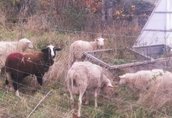 owce mleczne fryzyjskie/lacaune 2