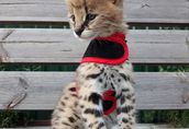 Serval i Savannah, kocięta karakalne zarejestrowane