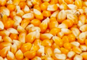 Kukurydza Kupię kukurydzę żółtą i białą. Ilości pełnosamochodowe...