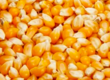 Kukurydza Kupię kukurydzę żółtą i bia