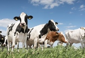 Krowy na ubój skup byków krów jałówek wysokie ceny płatne got...