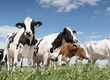 Krowy na ubój skup byków krów jałówek wysokie