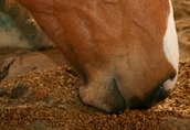 Karma pasza dla konia z wybranych liści gryki białko 28%