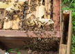 Pozostałe pszczelarstwo W odkładzie wszystkie matki hodowlane