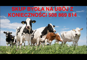 skup bydła n ubój z konieczności 508 869 814