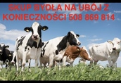 SKUP BYDŁA NA UBÓJ KONIECZNOŚCI 789 478 714