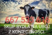 SKUP BYDŁA RZEŹNEGO !!! GOTÓWKA !!!