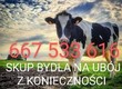 Ubój z konieczności 667-533-616