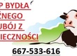 Poza klasyfikacją 667-533-616