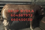 Skup bydła krowy byki jałówki 660450130