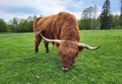 100% Rasowy buhaj byk rozpłodowy highland bydło szkockie wpis
