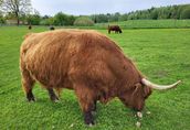 100% Rasowy buhaj byk rozpłodowy highland bydło szkockie wpis PZHiPBM 1
