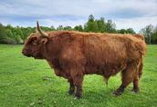 100% Rasowy buhaj byk rozpłodowy highland bydło szkockie wpis PZHiPBM 2