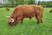 100% Rasowy buhaj byk rozpłodowy highland bydło szkockie wpis PZHiPBM 3