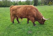 100% Rasowy buhaj byk rozpłodowy highland bydło szkockie wpis PZHiPBM 4