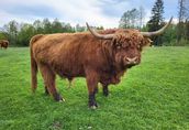100% Rasowy buhaj byk rozpłodowy highland bydło szkockie wpis PZHiPBM 5