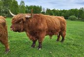 100% Rasowy buhaj byk rozpłodowy highland bydło szkockie wpis PZHiPBM 6
