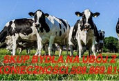 skup bydła na ubój z konieczności mazowieckie 508 869 814