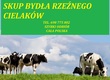 Byki na ubój Skup-Sprzedaż Byki Krowy Ja
