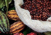 Sprzedajemy suszone na słońcu ziarna kakao / ziarna kawy