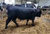Cielaki i opasy Sprzedam byki 9 m-c waga ok 300 kg nie zgłoszone...