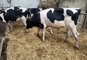 Byki 9 m-c waga 300 kg 4