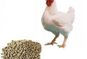 Pasza dla kur 20kg ekologiczna 3