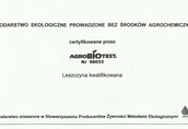 sadzonki leszczyny wielkoowocowej 6